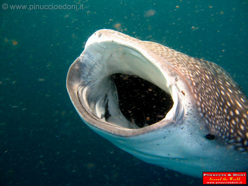 Djibouti - Whale Shark in Djibouti - 09.jpg